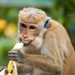 Révélez la Beauté Naturelle de Votre Peau avec des Masques Visage à la Banane