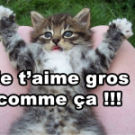 Invasion des Fourmis : 18 Astuces pour les Combattre Efficacement
