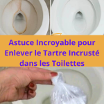 L’Astuce pour Éviter la Perte de Poils Chez Votre Chat et Chien
