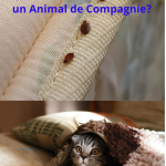25 Utilisations Pratiques des Sacs de Silice : Bien plus qu’un Déshydratant !