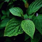 Cultiver des Myrtilles : Des Astuces pour un Approvisionnement Sans Fin