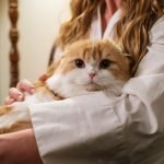 Les 5 Aliments à Éviter Absolument de Donner à Votre Chat