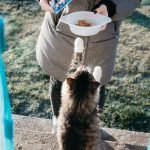 Le Pouvoir Thérapeutique des Chats : Bienfaits Inattendus sur la Santé Humaine