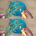 les secrets insoupçonnés de l’aloe vera