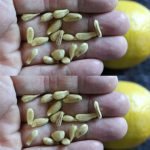 Gâteau aux Pommes et Crème en 5 Minutes: