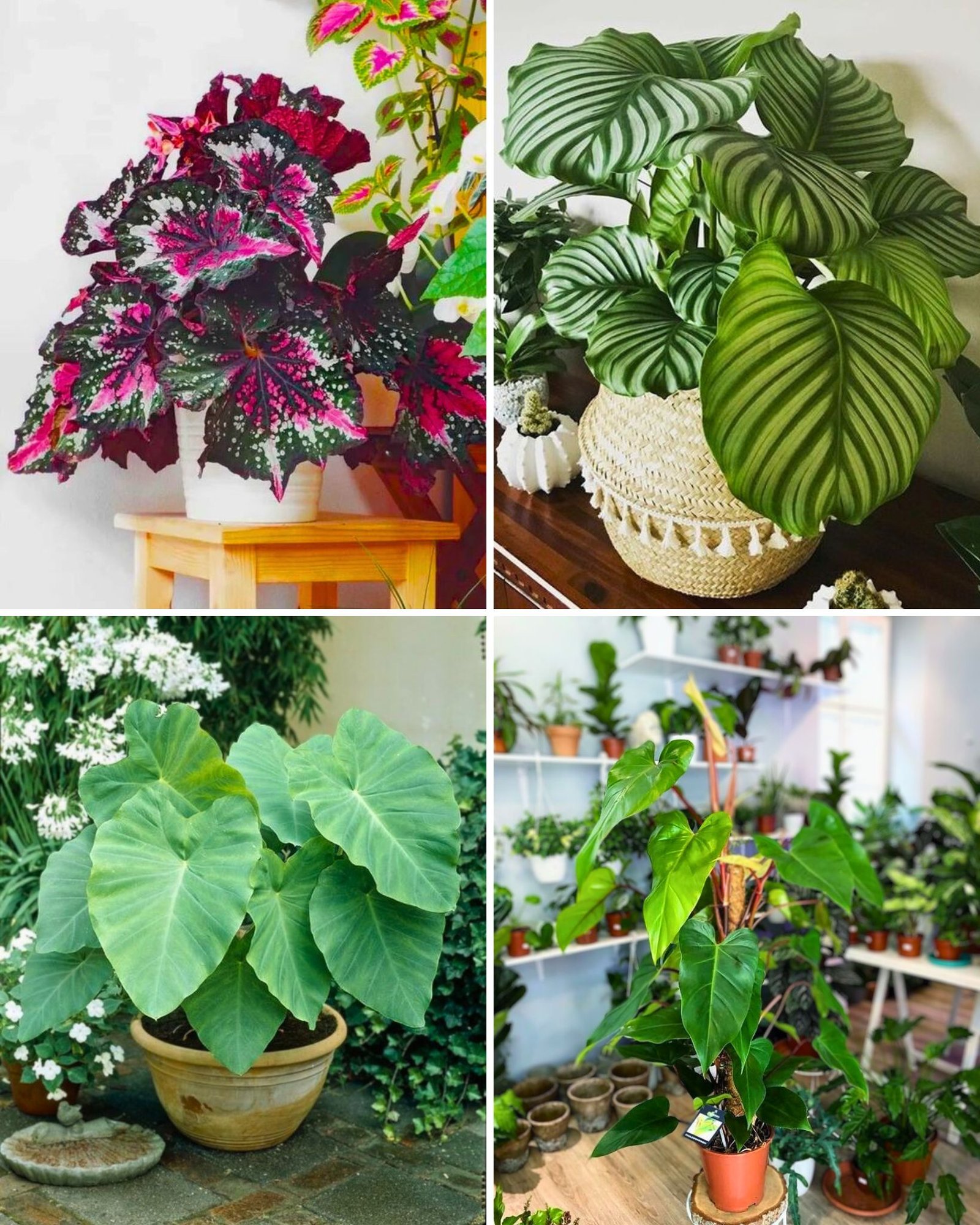 6 Plantes d’Intérieur aux Grandes Feuilles Qui Apporteront la Jungle Dans Votre Maison