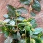 Les Bienfaits de l’Ail et du Vinaigre de Cidre pour la Santé