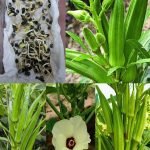 Les Vertus Médicinales de l’Herbe d’Oie : Un Remède Naturel pour Plus de 10 Affections