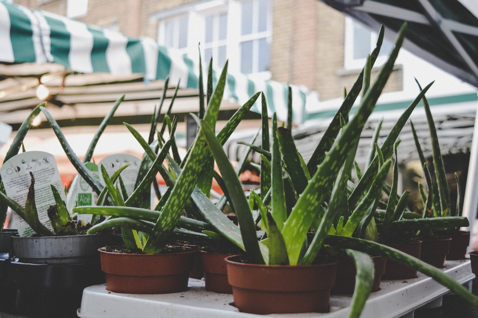 les secrets insoupçonnés de l’aloe vera