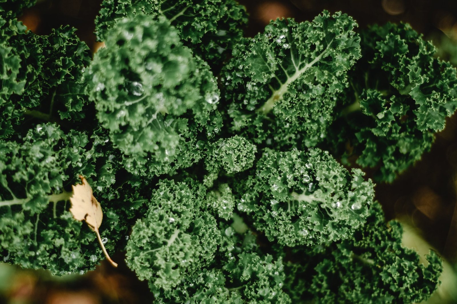 Le Légume Miracle : Les Pouvoirs Cachés de Ce Petit Héros Méconnu de la Santé