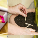 Le Romarin en Fleur : Une Astuce Parfumée pour Sublimer Votre Maison