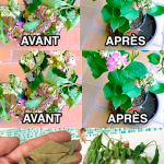 Cultiver des Bananes en Pot : Un Guide Étape par Étape