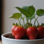Avec cette méthode simple, réalisez la multiplication des aubergines en quelques minutes seulement