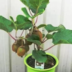 Astuce de bouteille pour arroser les plantes pendant votre absence