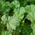 Découvrez les Secrets de la Langue de Belle-Mère : Une Plante Qui Prospère Sans Effort