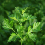 Un Ingrédient Magique contre les Parasites et les Mauvaises Herbes