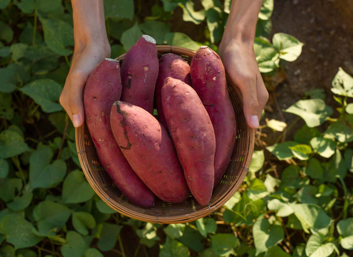 Conseils de Culture pour les Patates Douces et les Pommes de Terre