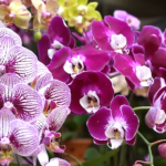 Comment se débarrasser des cochenilles sur vos plantes