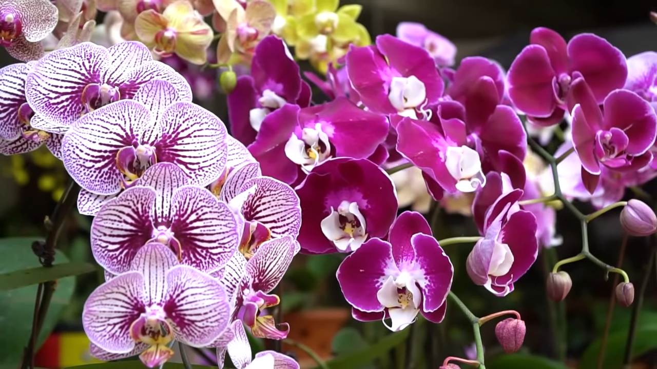 ORCHIDÉES À FEUILLES JAUNES  (5 Causes et Remèdes)