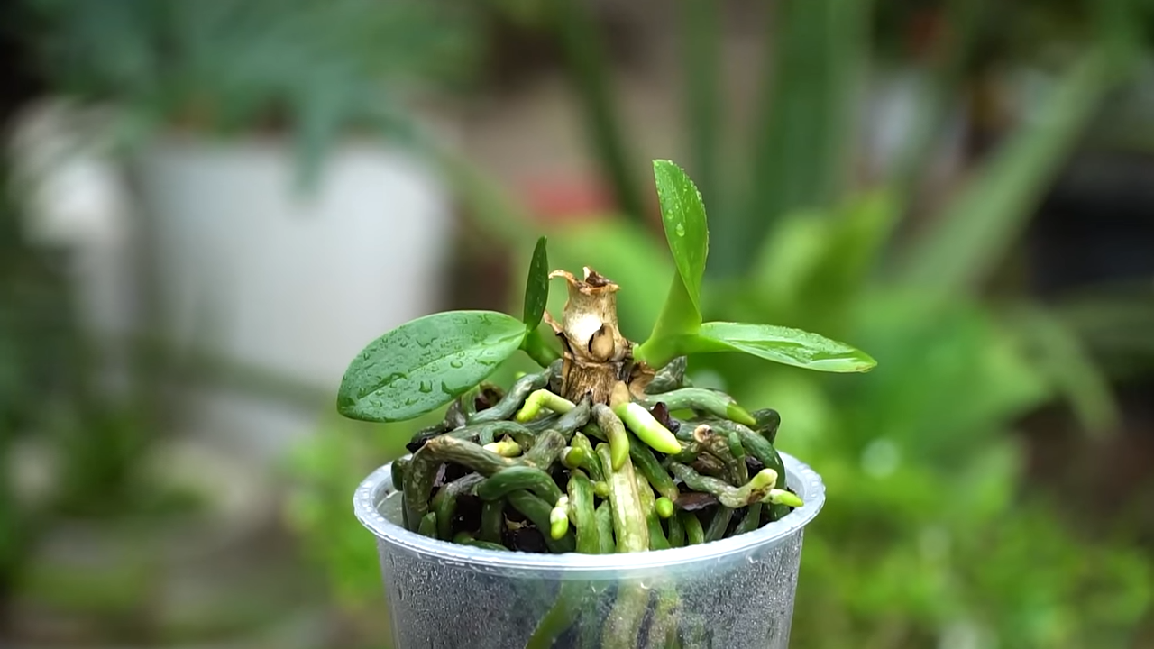 Comment Récupérer une Orchidée Pourrie et la Faire Pousser à Nouveau