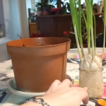 7 herbes qui poussent dans l’eau : Guide pratique pour un approvisionnement frais et continu