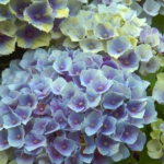 Désherbant Naturel : Test et Astuces pour un Jardin Impeccable