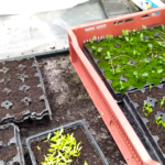 Si vous faites cela, l’orchidée fleurira pendant toute une année