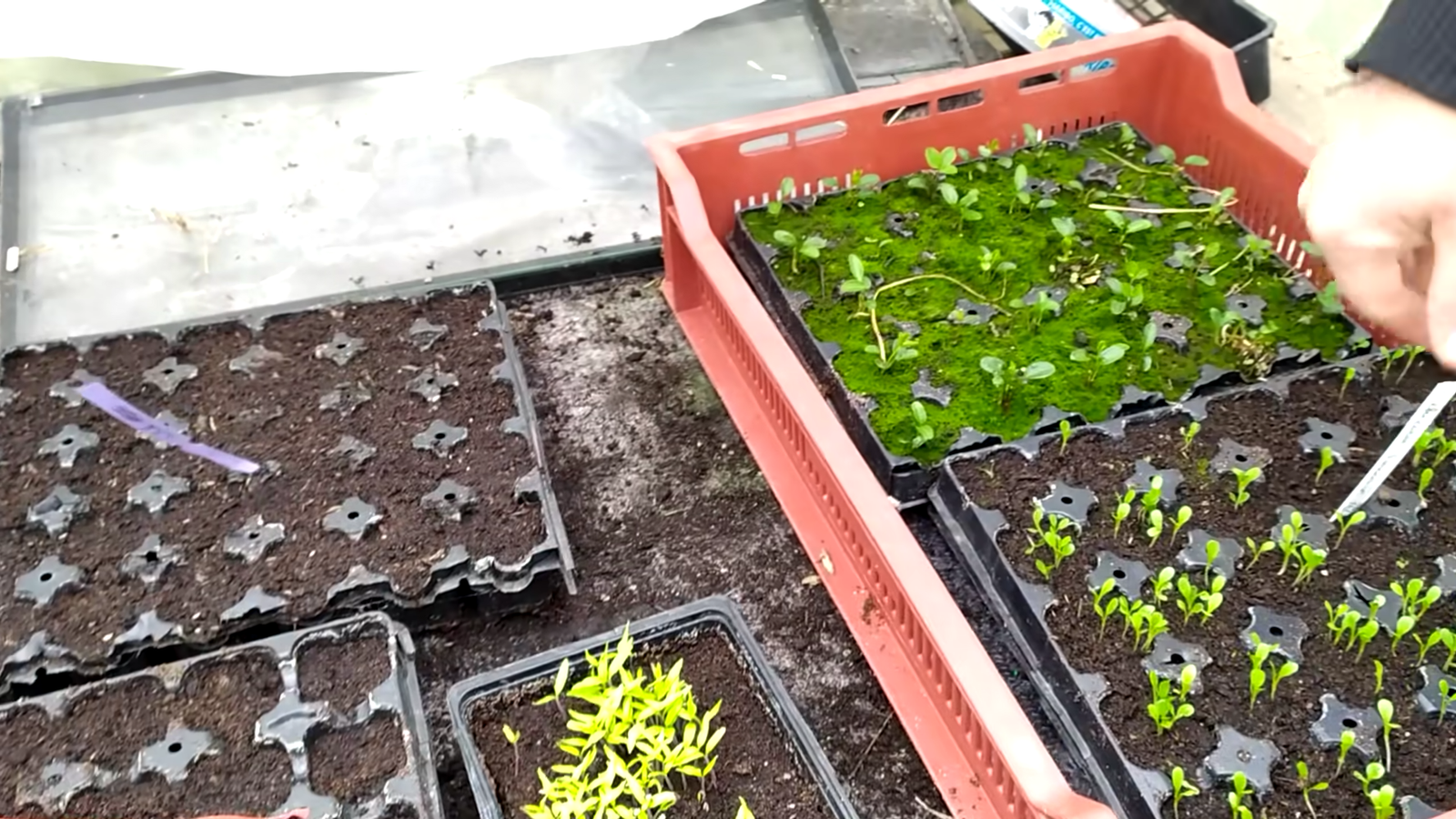 Les erreurs à éviter lors des semis de tomates