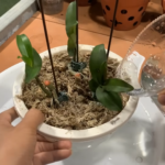 Ne jamais planter de courgettes à côté de certaines plantes : l’erreur commune