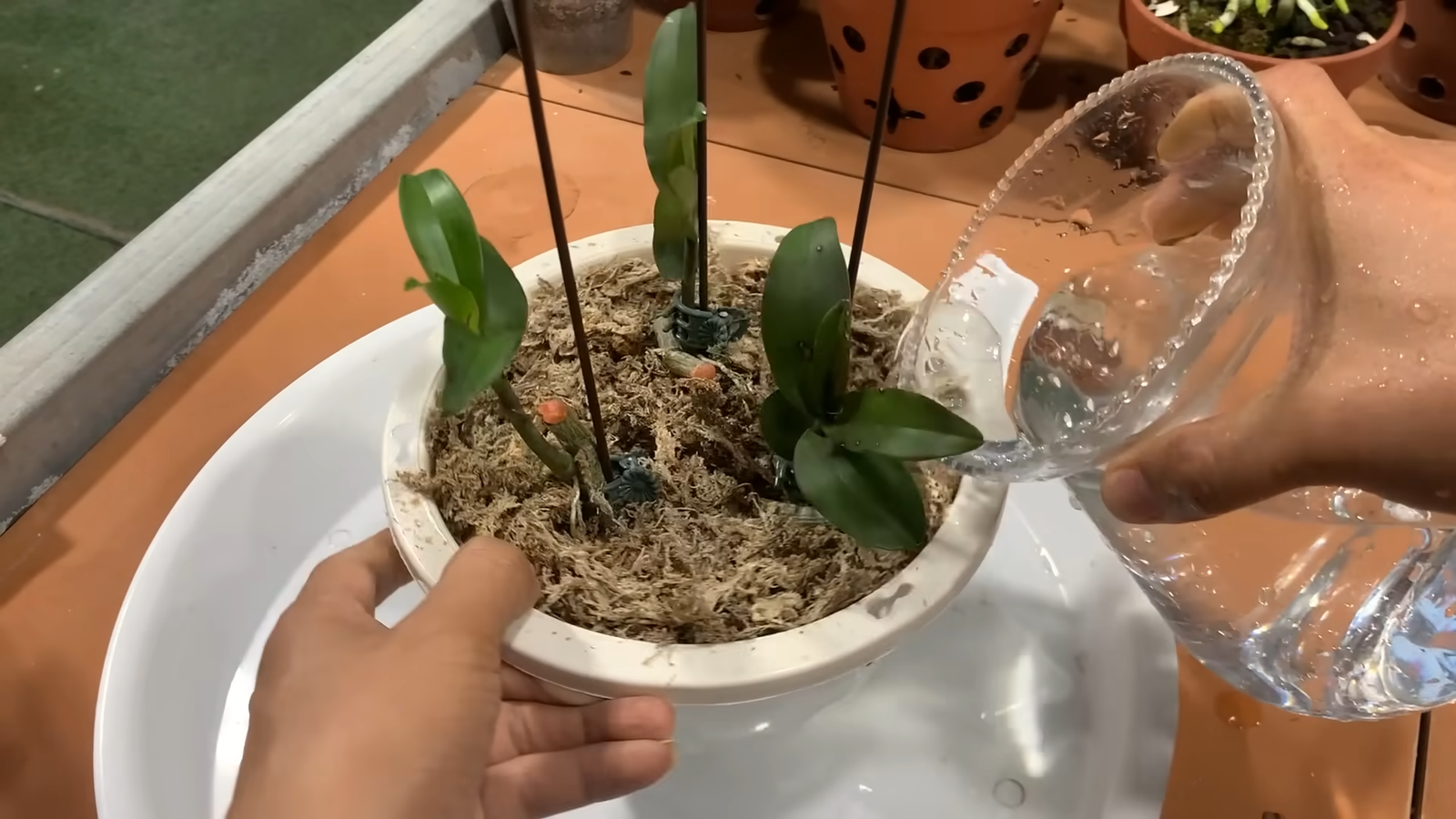 Propagation des orchidées : Méthode simple à partir d’une branche fanée