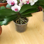 Comment Propager des Orchidées à Partir de Branches