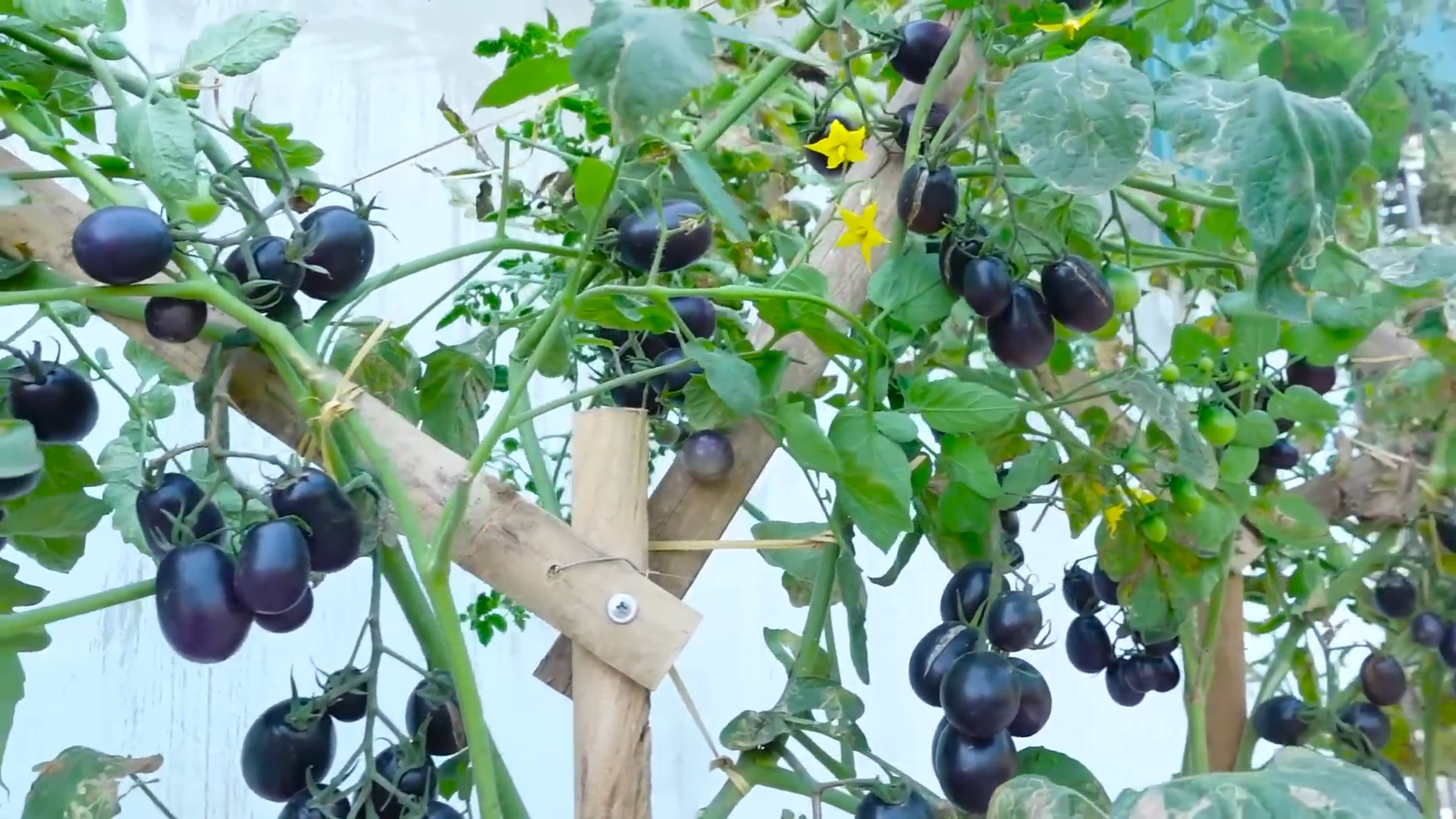 Les Tomates Noires : Pourquoi Elles Battent les Tomates Classiques