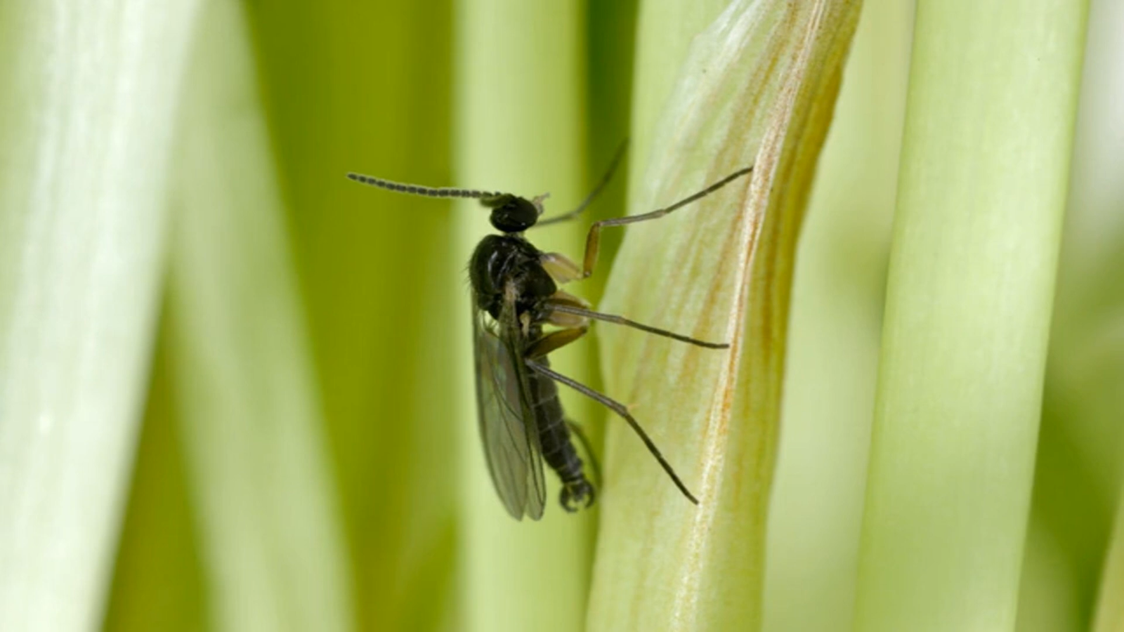 Les Moucherons et les Orchidées : Comprendre, Prévenir et Lutter Contre Ces Ravageurs