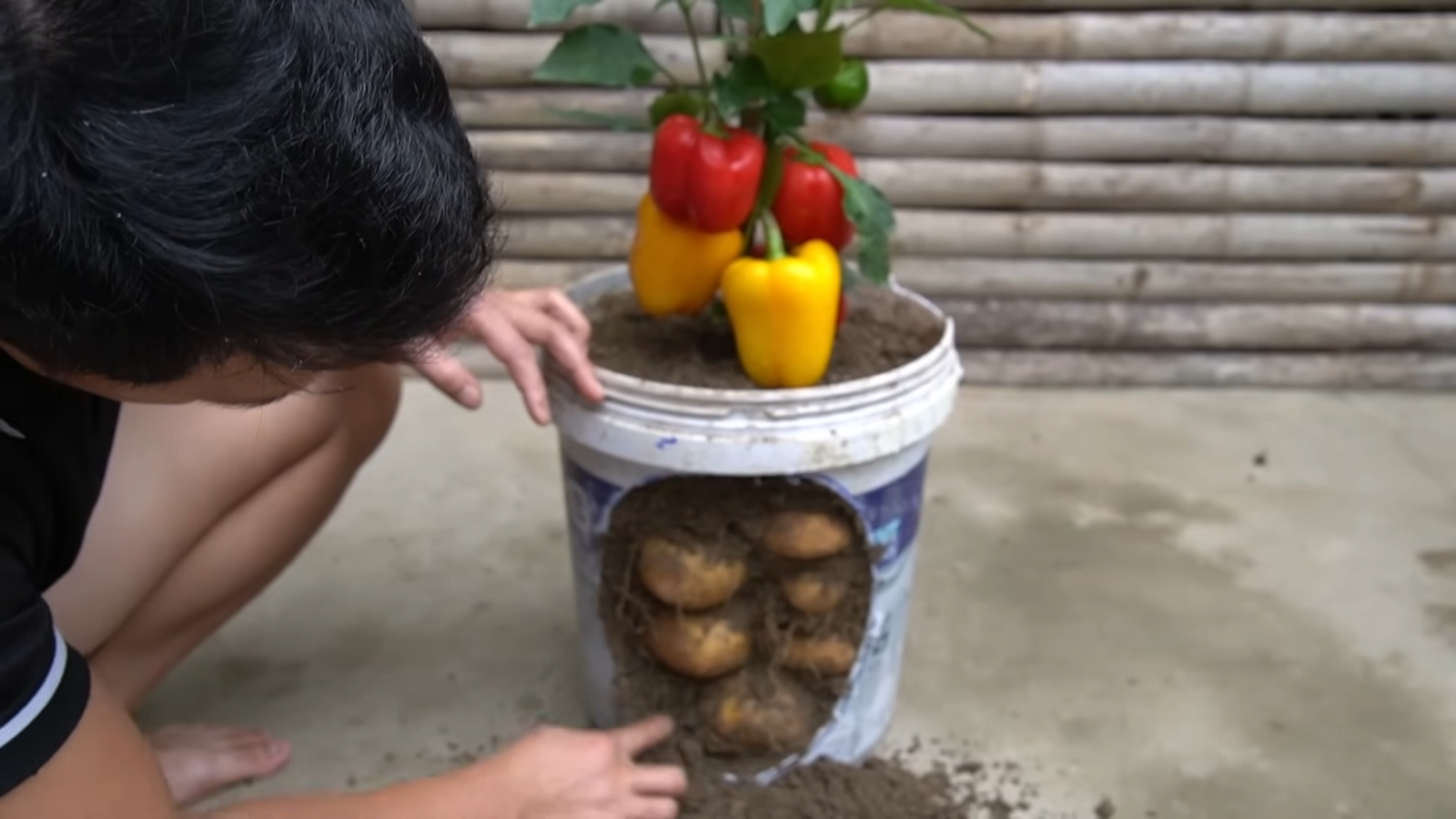 Le Secret pour Cultiver Pommes de Terre et Poivrons en 2-en-1 : Une Astuce Surprenante pour Votre Jardin